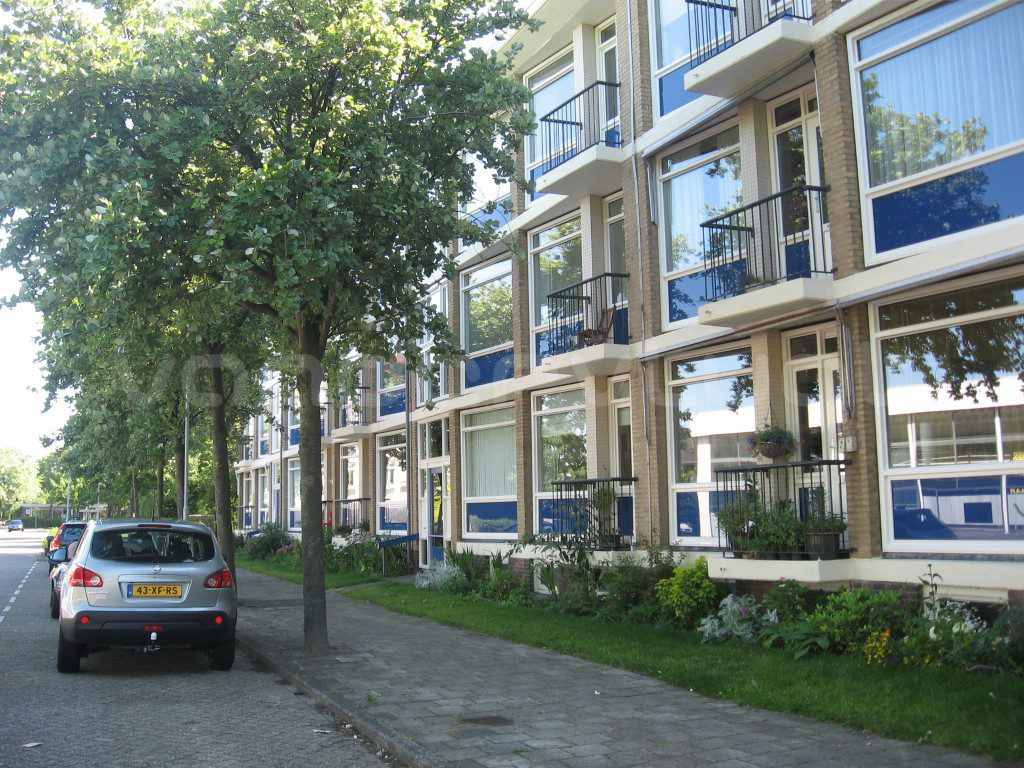 Clematis - Van der Vlugt Velserbroek